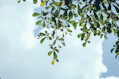 low angle photography of green leafed tree