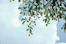 low angle photography of green leafed tree
