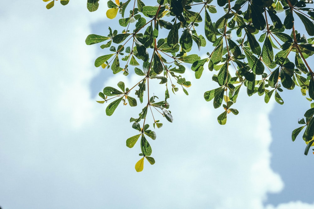 low angle photography of green leafed tree