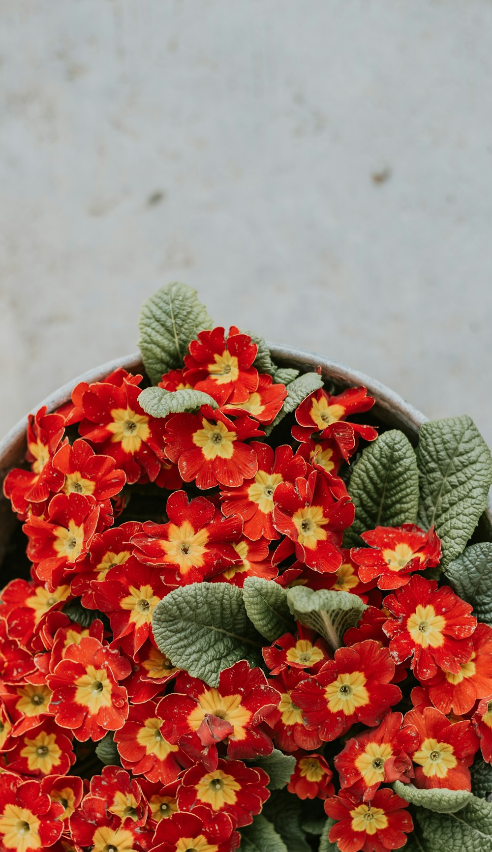 red and yellow petaled flowers close-up photography