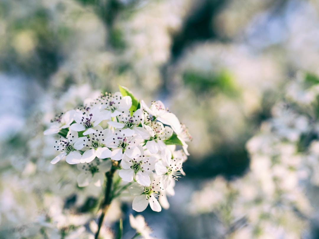 shallow focus photography of white flowers