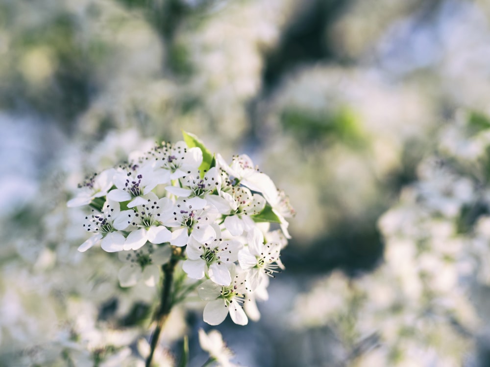 fotografia a fuoco superficiale di fiori bianchi