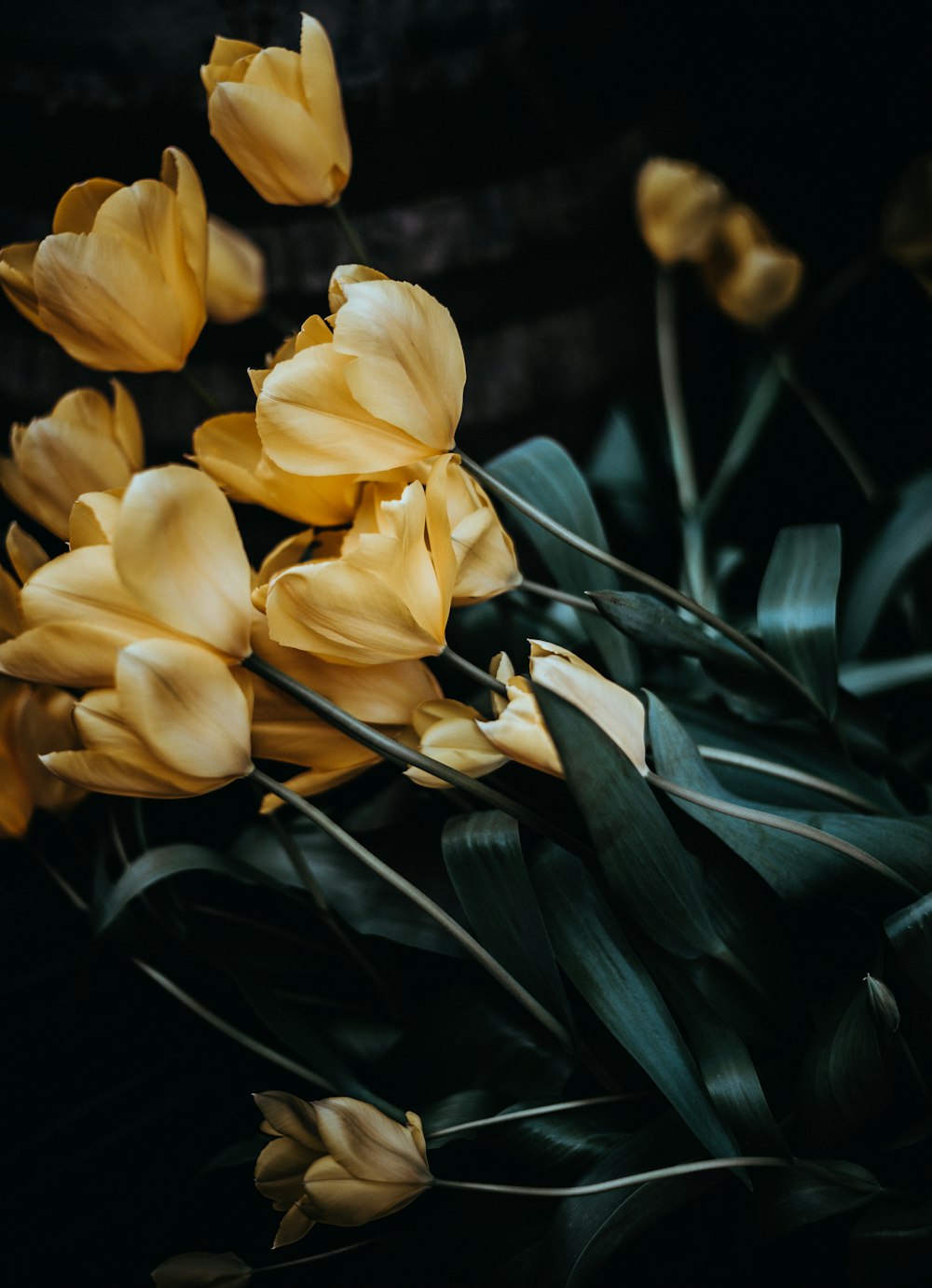 selective photography of beige petaled flowers