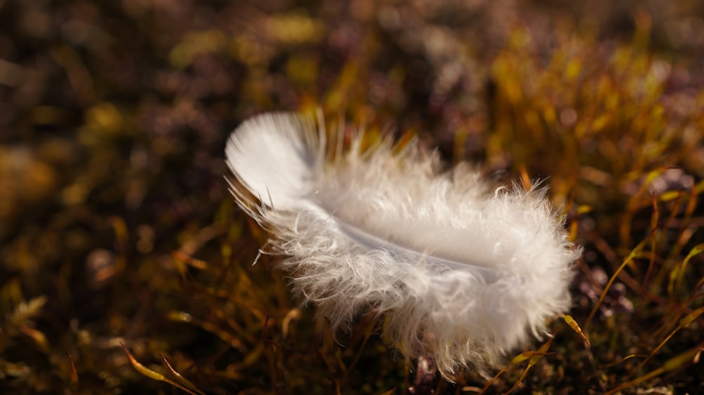 white leaf