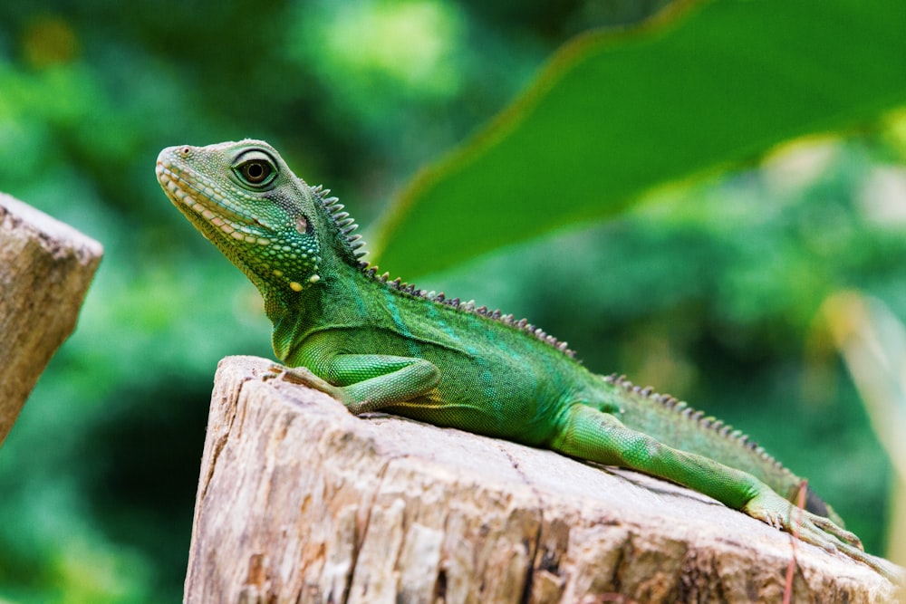 grüner Leguan