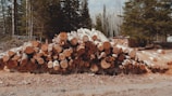 A pile of cut logs stacked neatly in a forest clearing. The logs are primarily birch, identifiable by their light bark, with the ends facing outward. Surrounding the log pile are trees, including both evergreen and deciduous varieties, creating a rustic, natural setting.