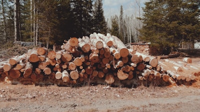 A pile of cut logs stacked neatly in a forest clearing. The logs are primarily birch, identifiable by their light bark, with the ends facing outward. Surrounding the log pile are trees, including both evergreen and deciduous varieties, creating a rustic, natural setting.