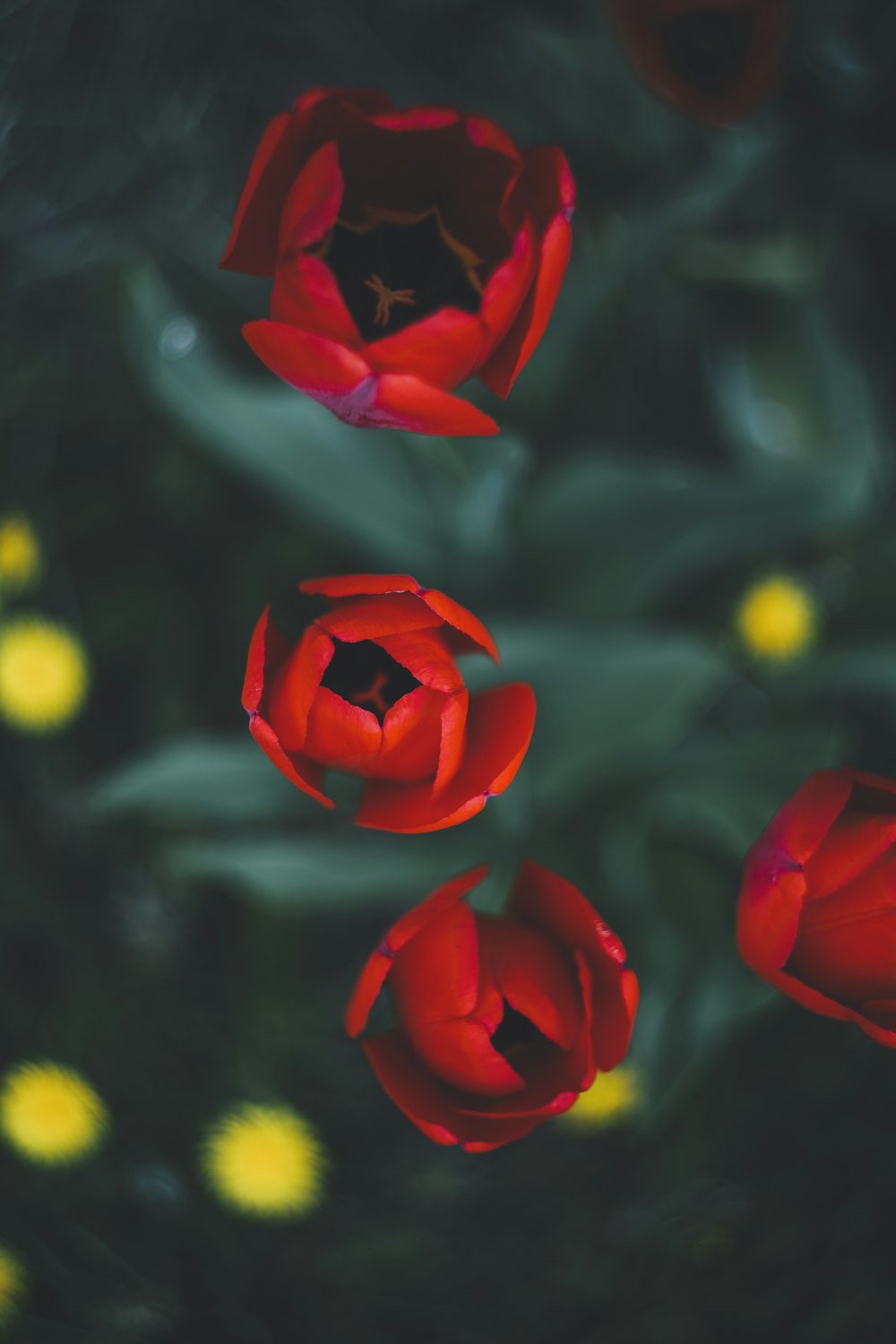 Rote Rosen blühen