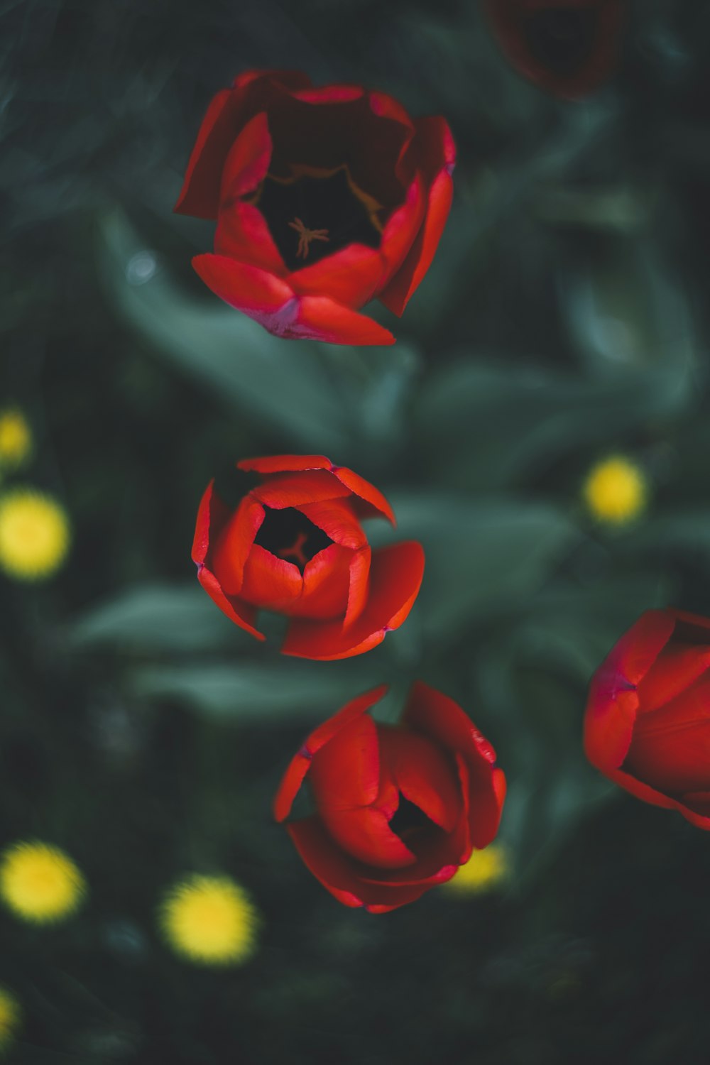 red roses in bloom