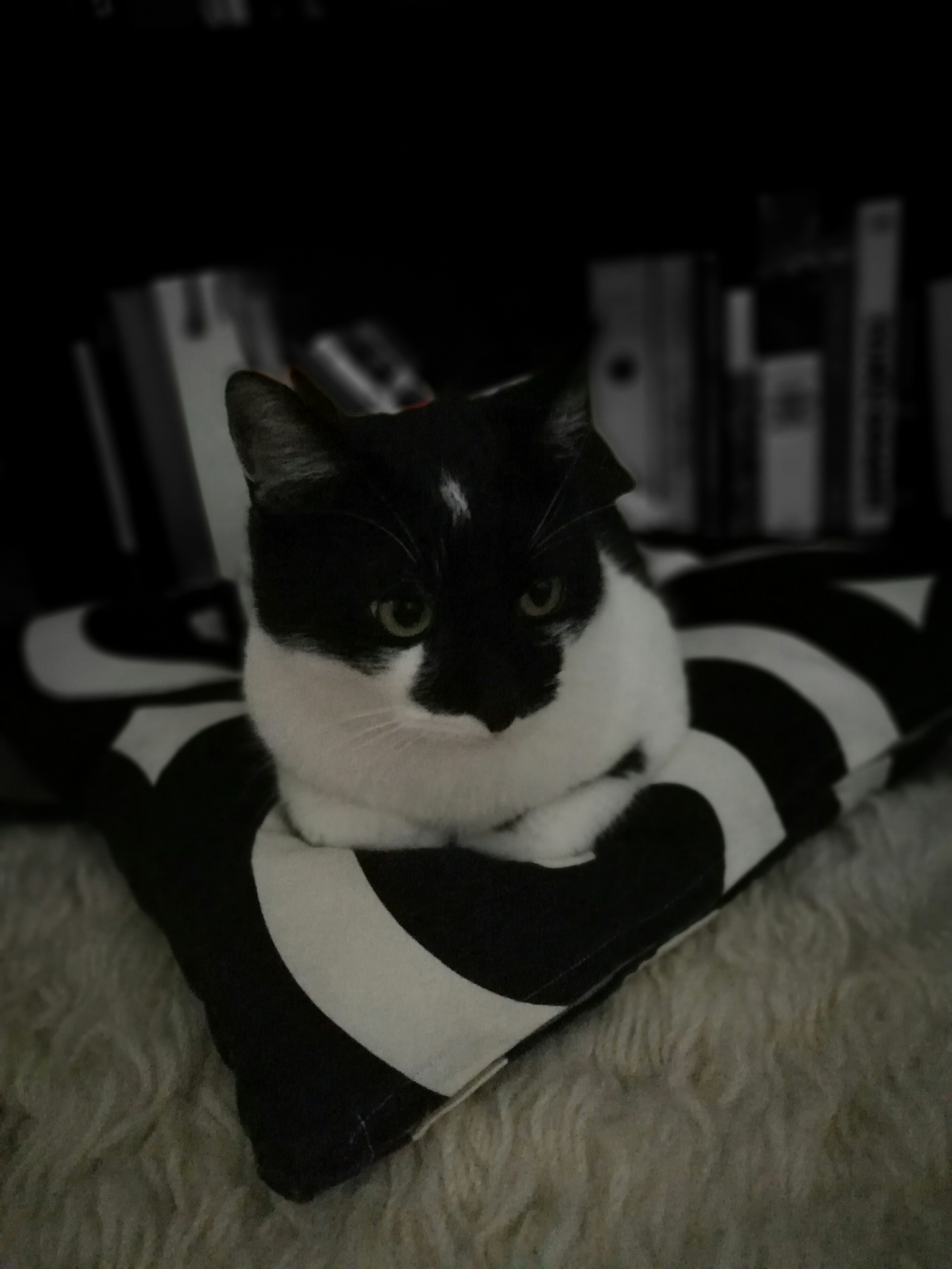 Free Unsplash photo from Maria Gregoriou