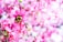 A bumblebee is perched on a vibrant pink flower amidst a backdrop of lush pink blossoms. The scene is bright and lively, with detailed floral structures and the soft fuzz of the bee visible.