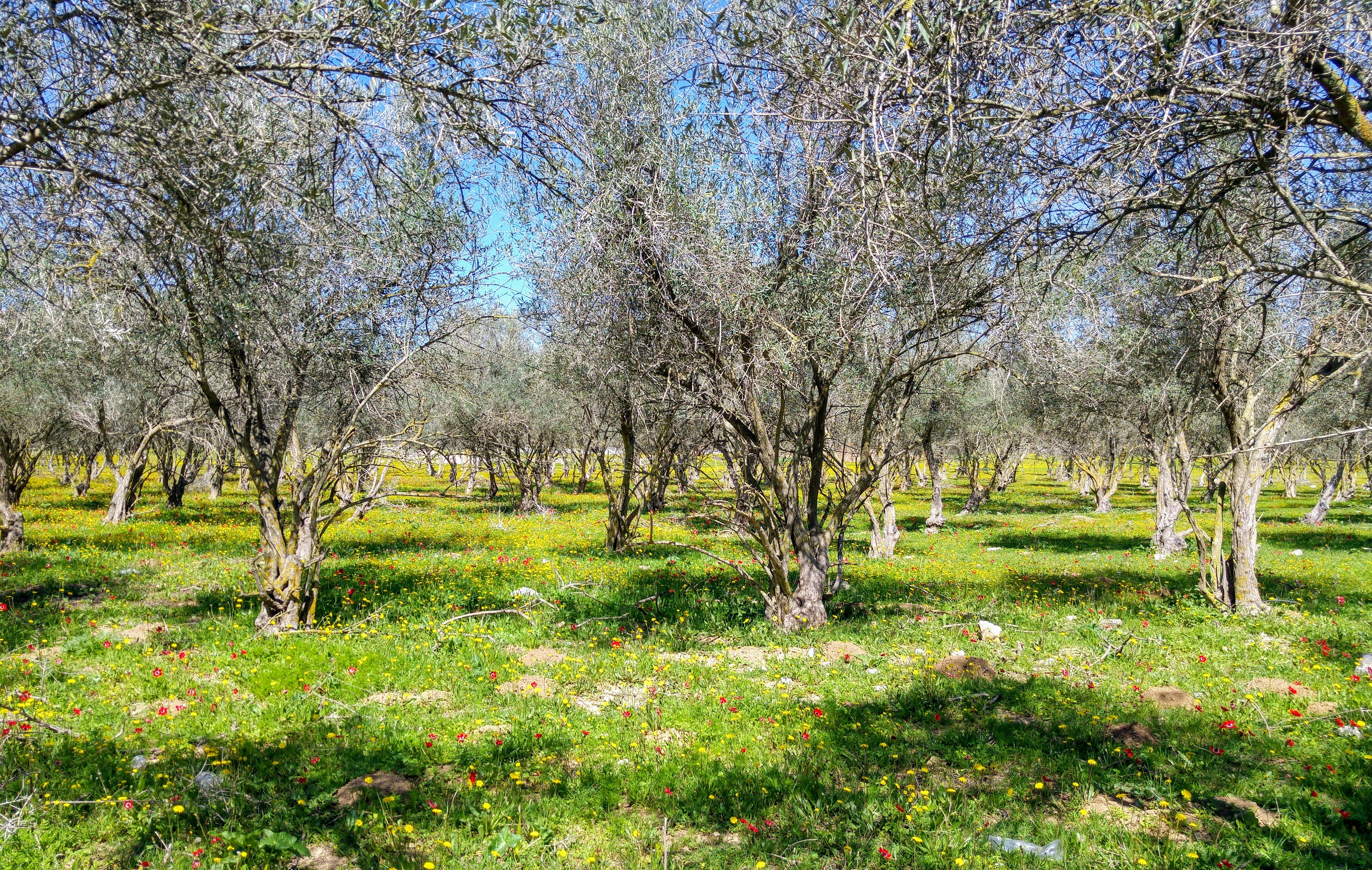 Free Unsplash photo from Rani Cohen