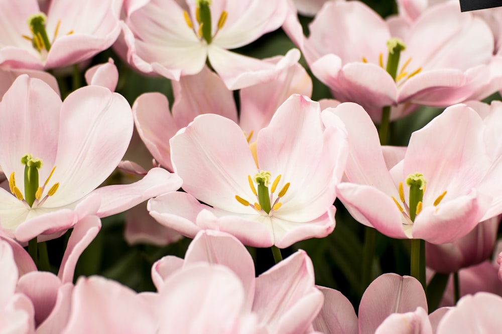 pink flowers