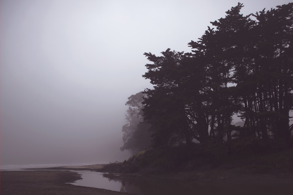 landscape photo of trees near the body of water