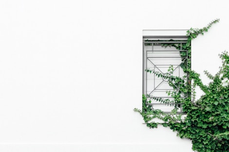 closed window near tree