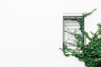 closed window near tree