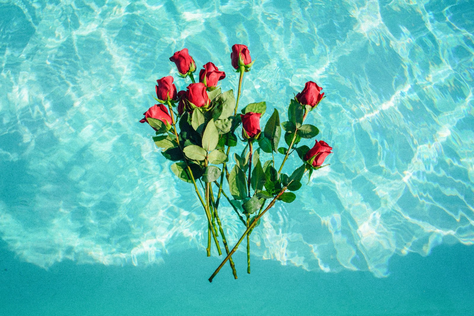 Sony a7R II sample photo. Red roses on teal photography