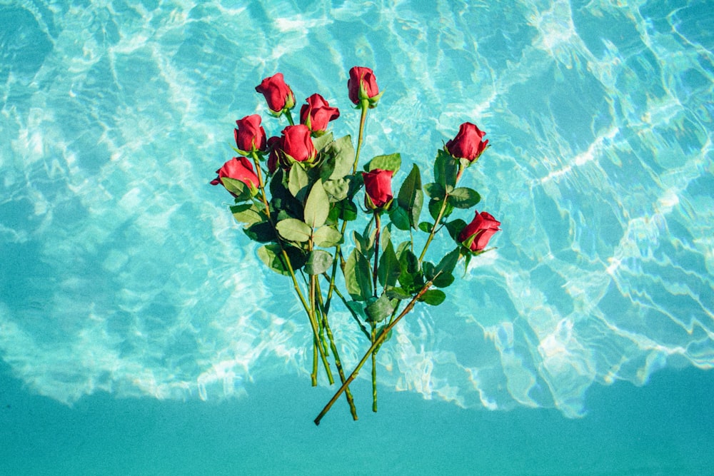 rose rosse su sfondo verde acqua