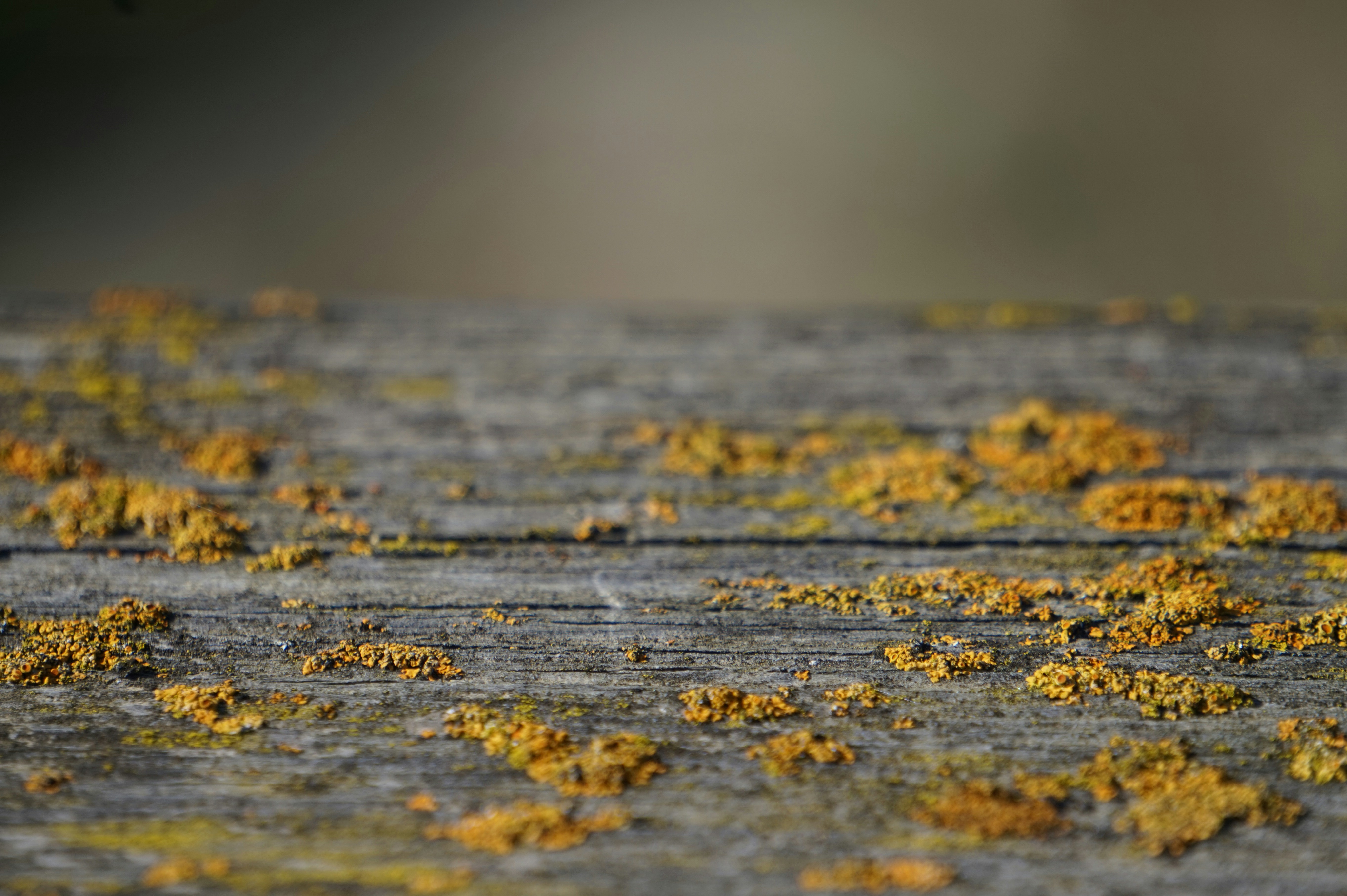 Free Unsplash photo from Olesya Grichina