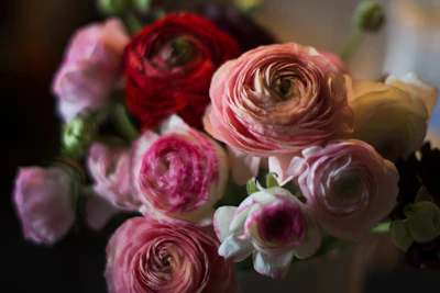 Close-up of vibrant ranunculus flowers in soft pastel shades blooming in the morning light