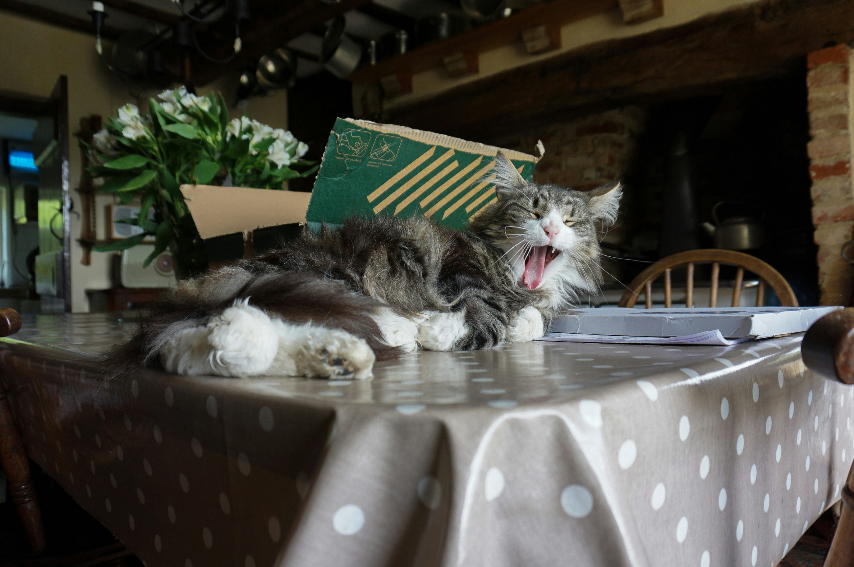 Free Unsplash photo from Cameron Worsley