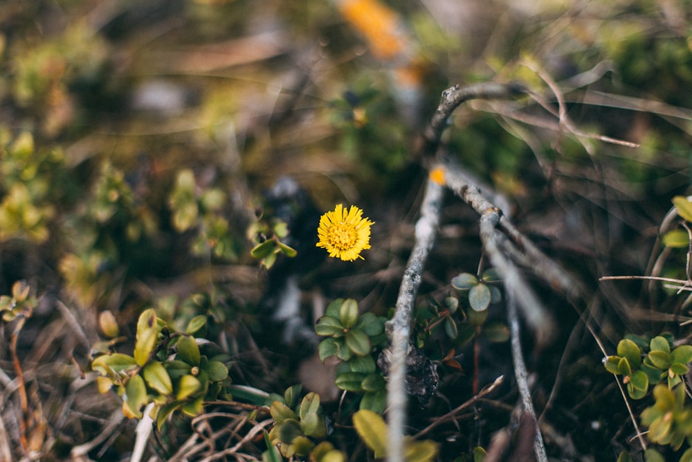 yellow flower