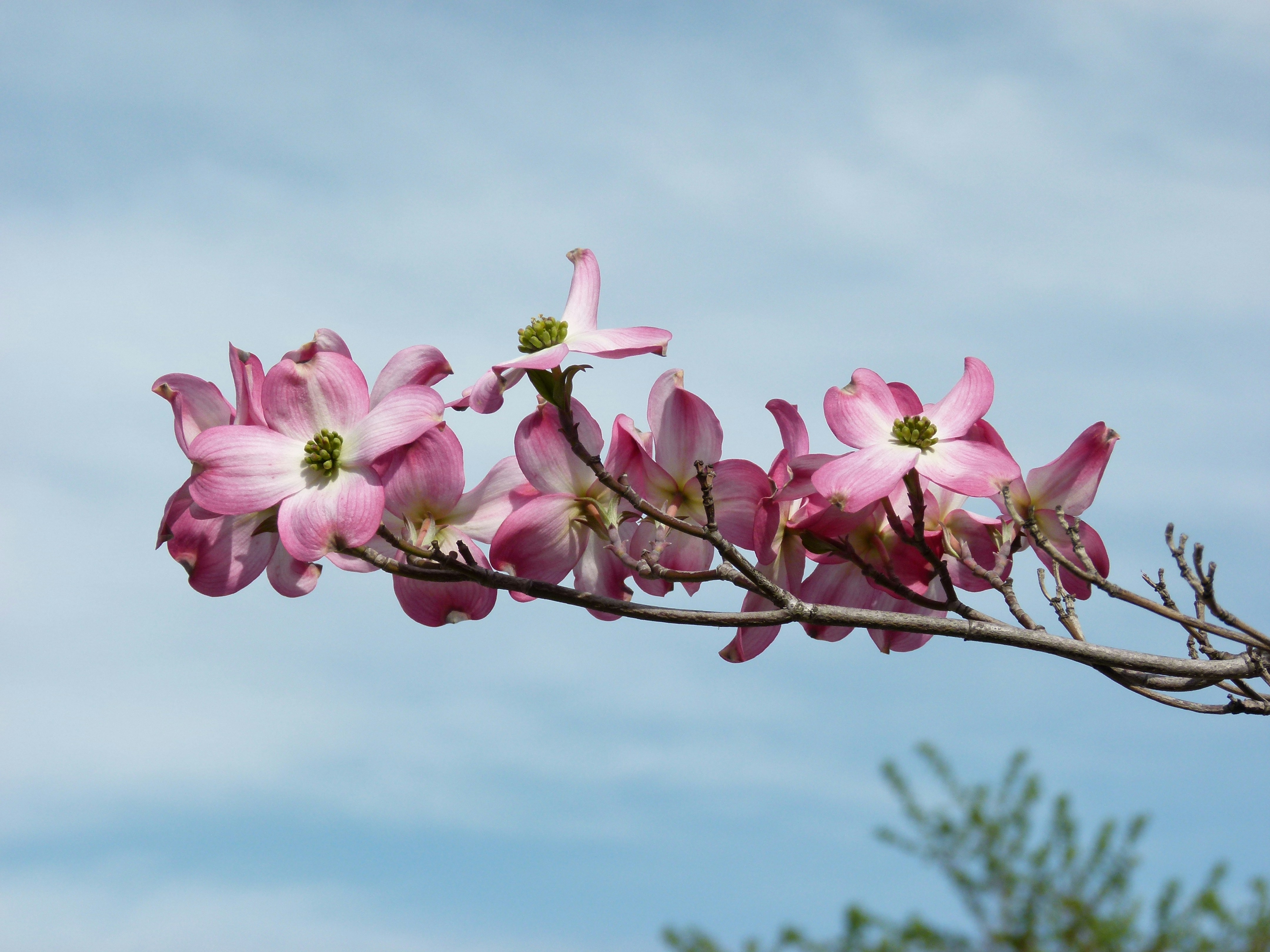 Free Unsplash photo from Anthony Stevens