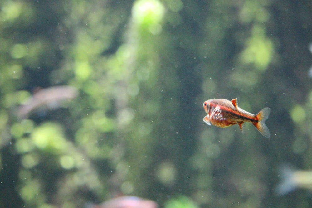 selective focus photography of brown fish