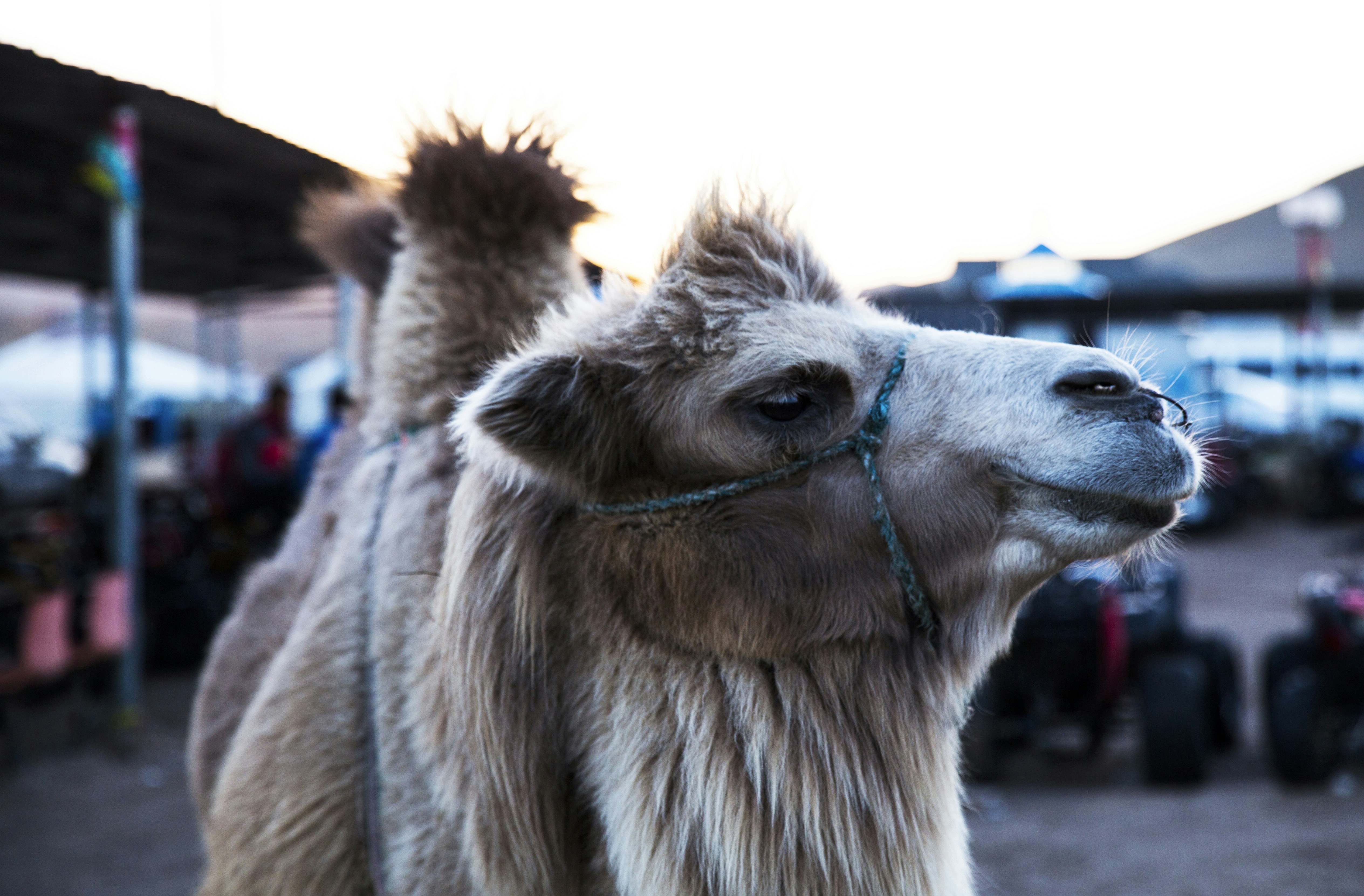 Free Unsplash photo from MAO YUQING