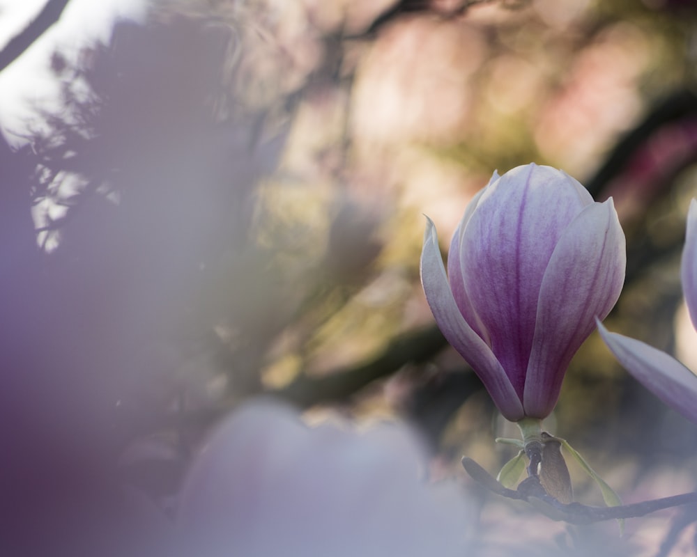 purple and white petaled flowers