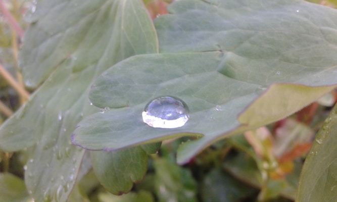 A single, perfectly rounded water droplet sits delicately on a large green leaf. The leaf appears smooth and has a few other smaller droplets scattered across its surface. In the background, soft-focus leaves create a lush green backdrop that highlights the purity and freshness of the water droplet.