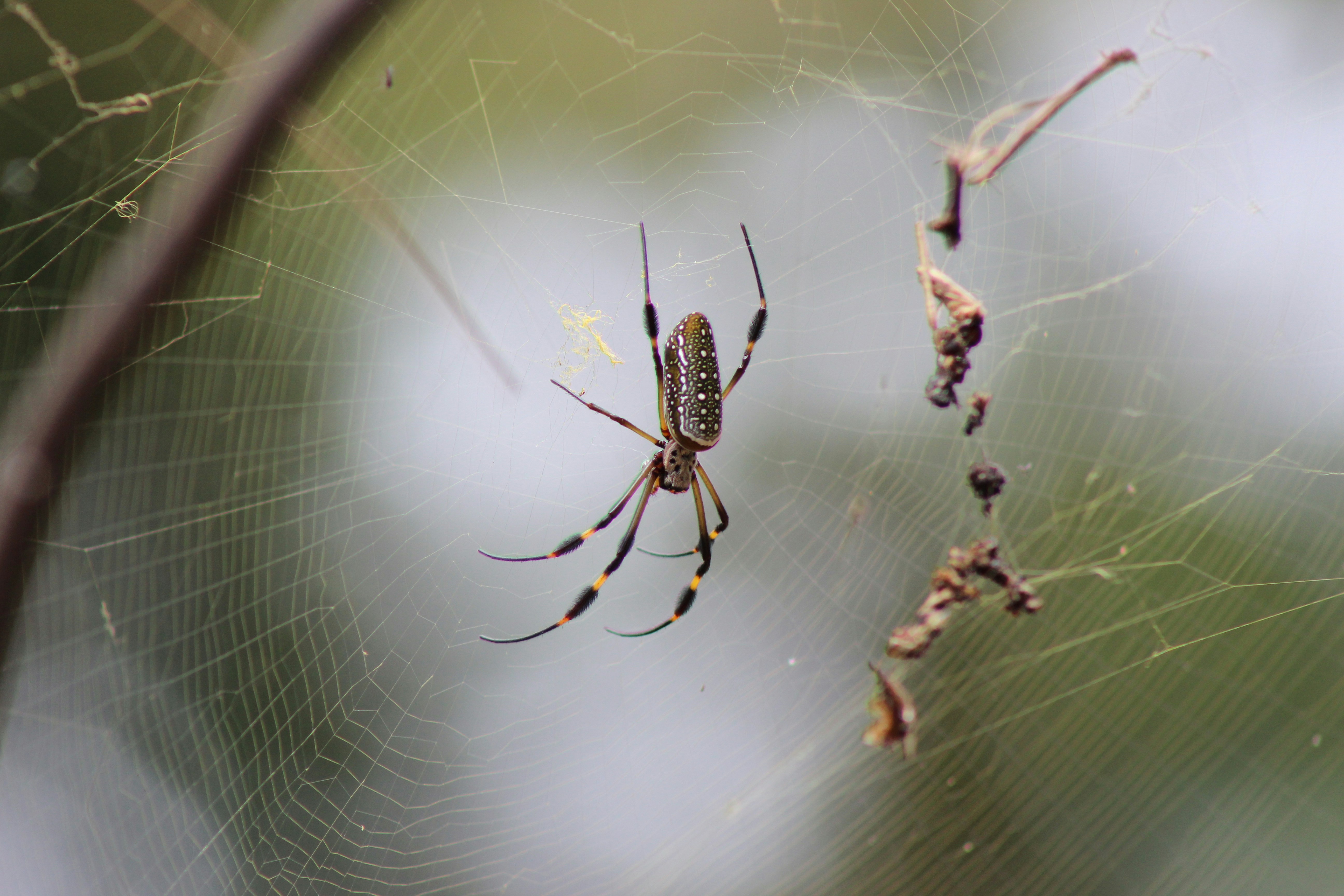 Free Unsplash photo from Gerson Omar Quiñonez