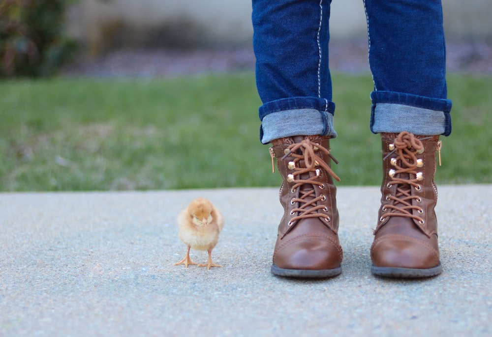 brown chick beside person standing