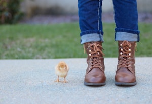 brown chick beside person standing