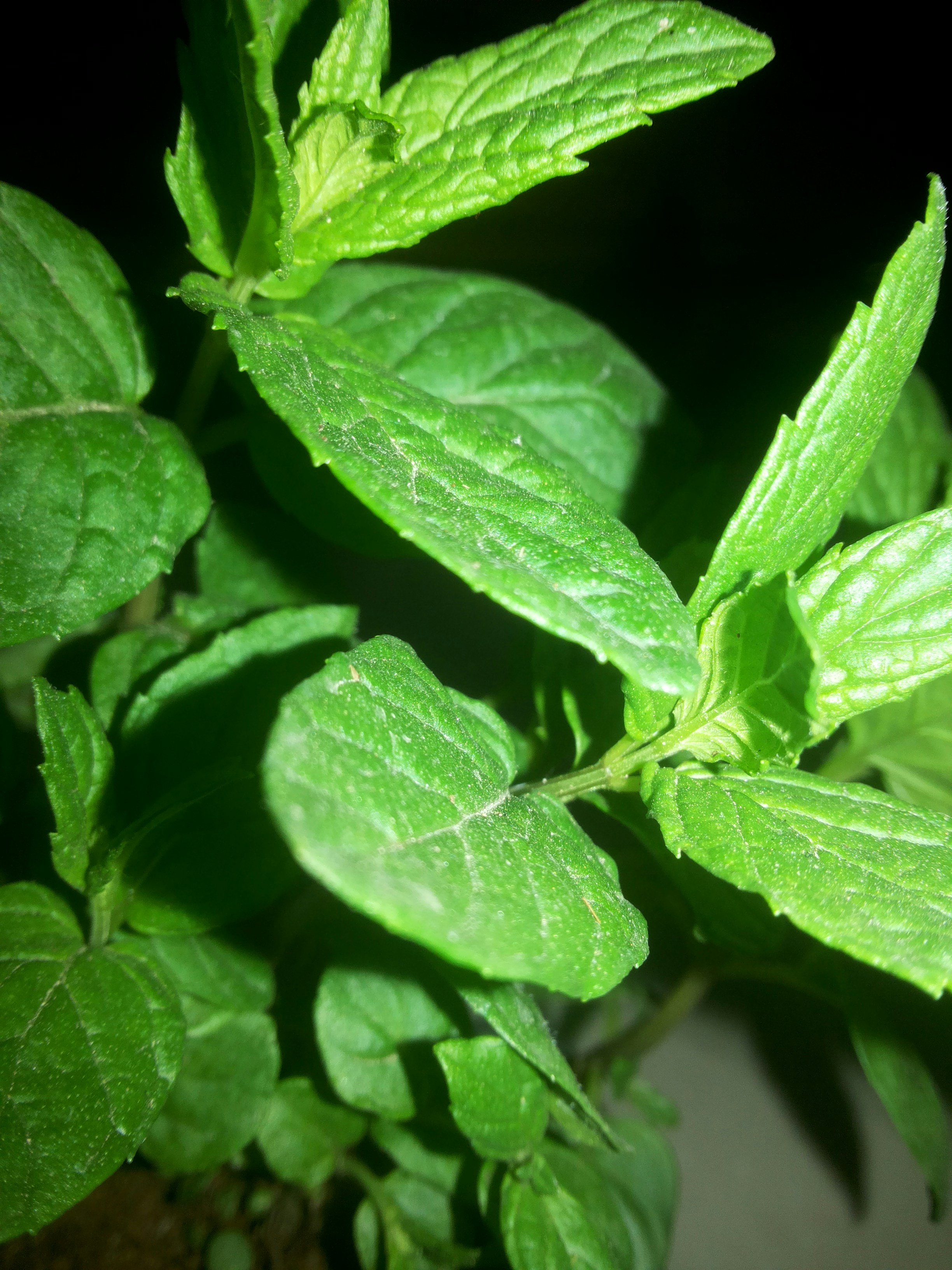 Free Unsplash photo from samer natsheh