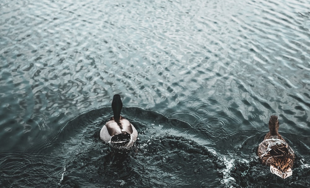 two brown ducks on body of waters