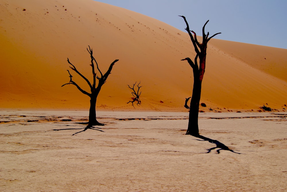 two bare trees on dessert