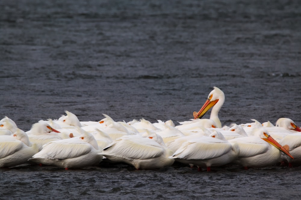 white ducks