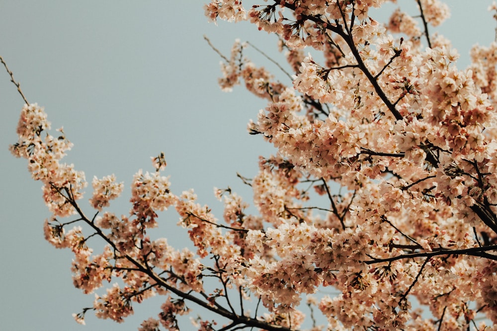 Cerezo en flor