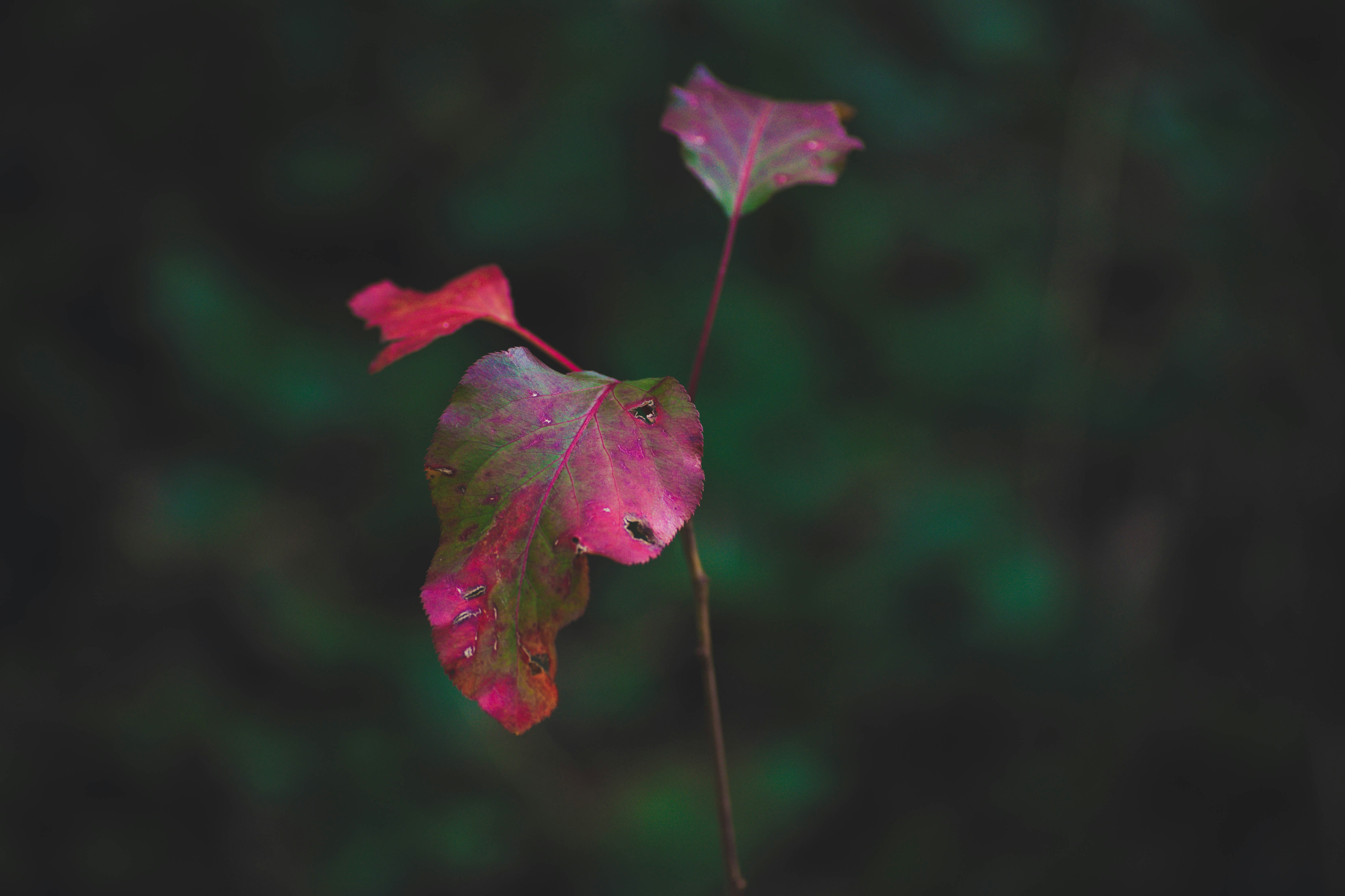 Free Unsplash photo from Kyle Sutton