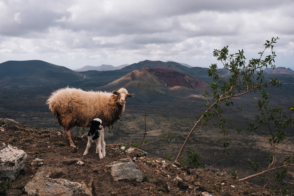 white sheep on cliff