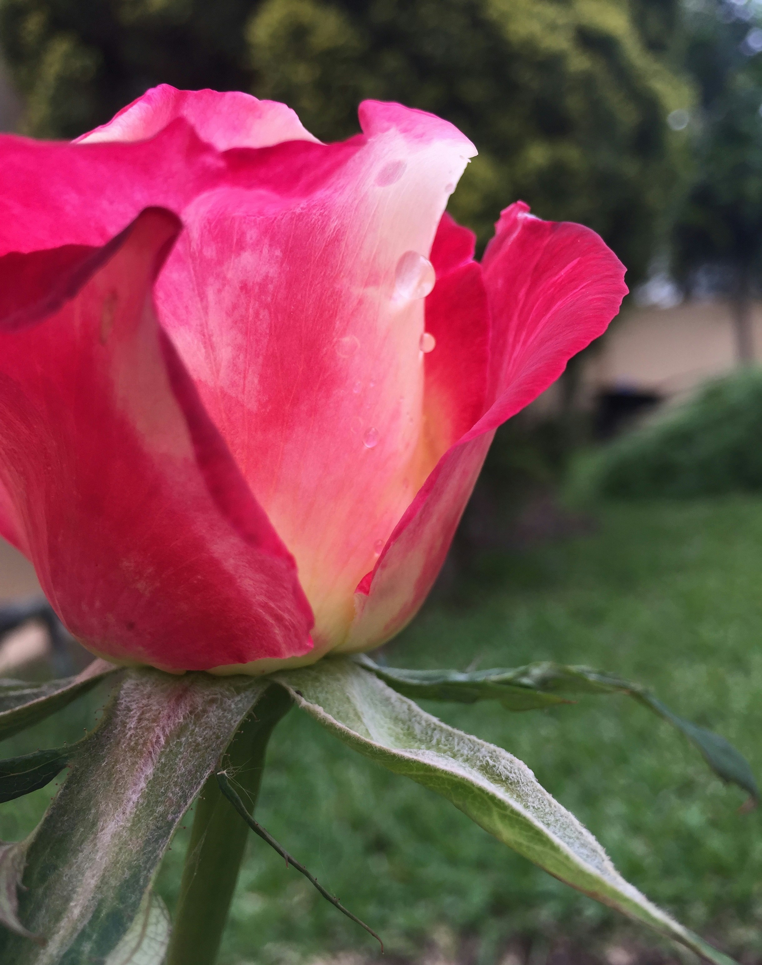 Free Unsplash photo from Aria H