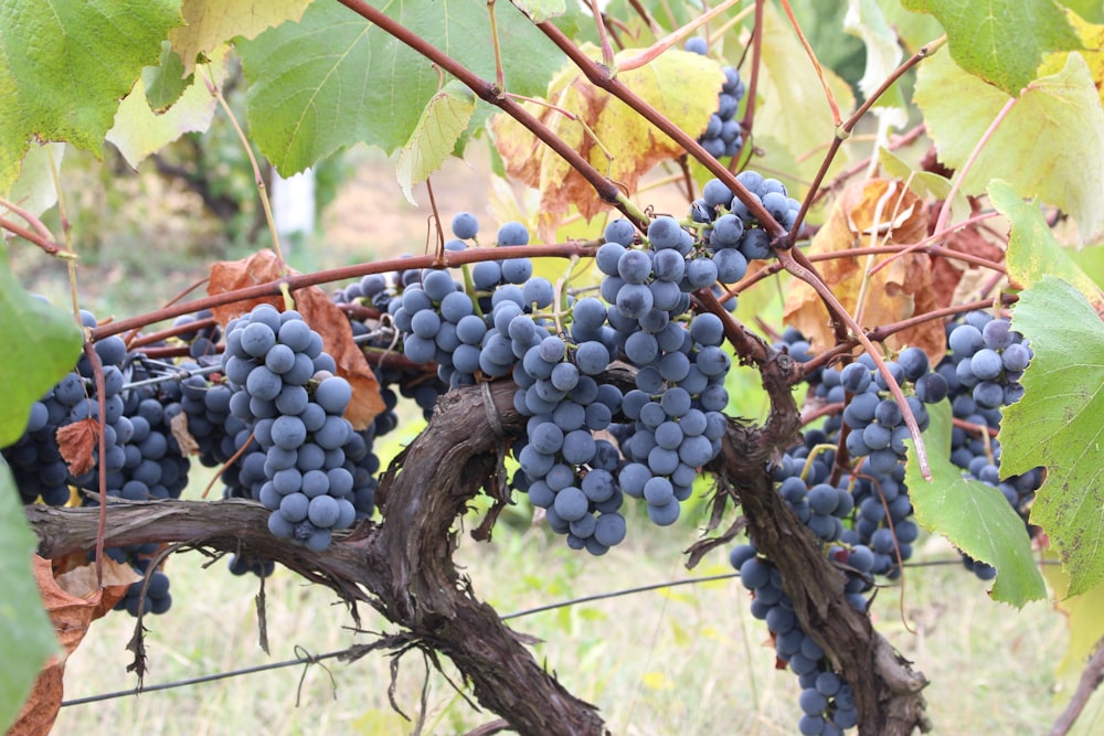 round purple fruits