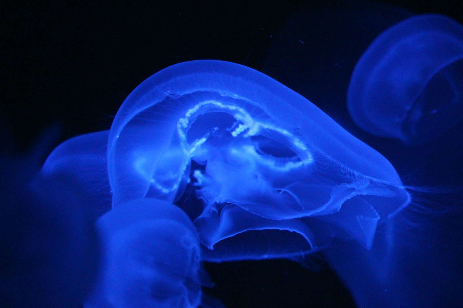Canon EOS 700D (EOS Rebel T5i / EOS Kiss X7i) + Canon EF-S 55-250mm F4-5.6 IS STM sample photo. Jelly fish photography