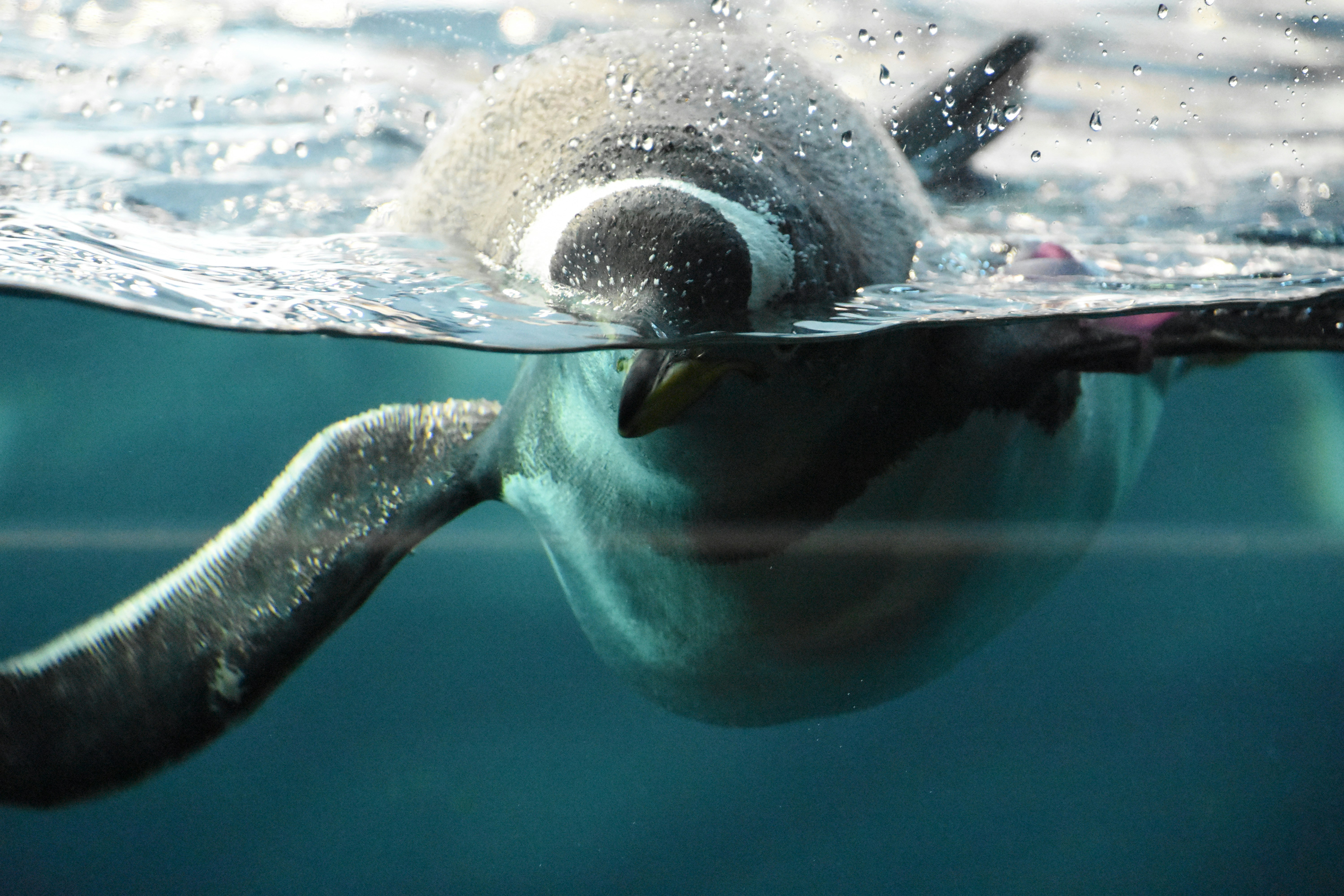 Free Unsplash photo from Sergey Gladyshev