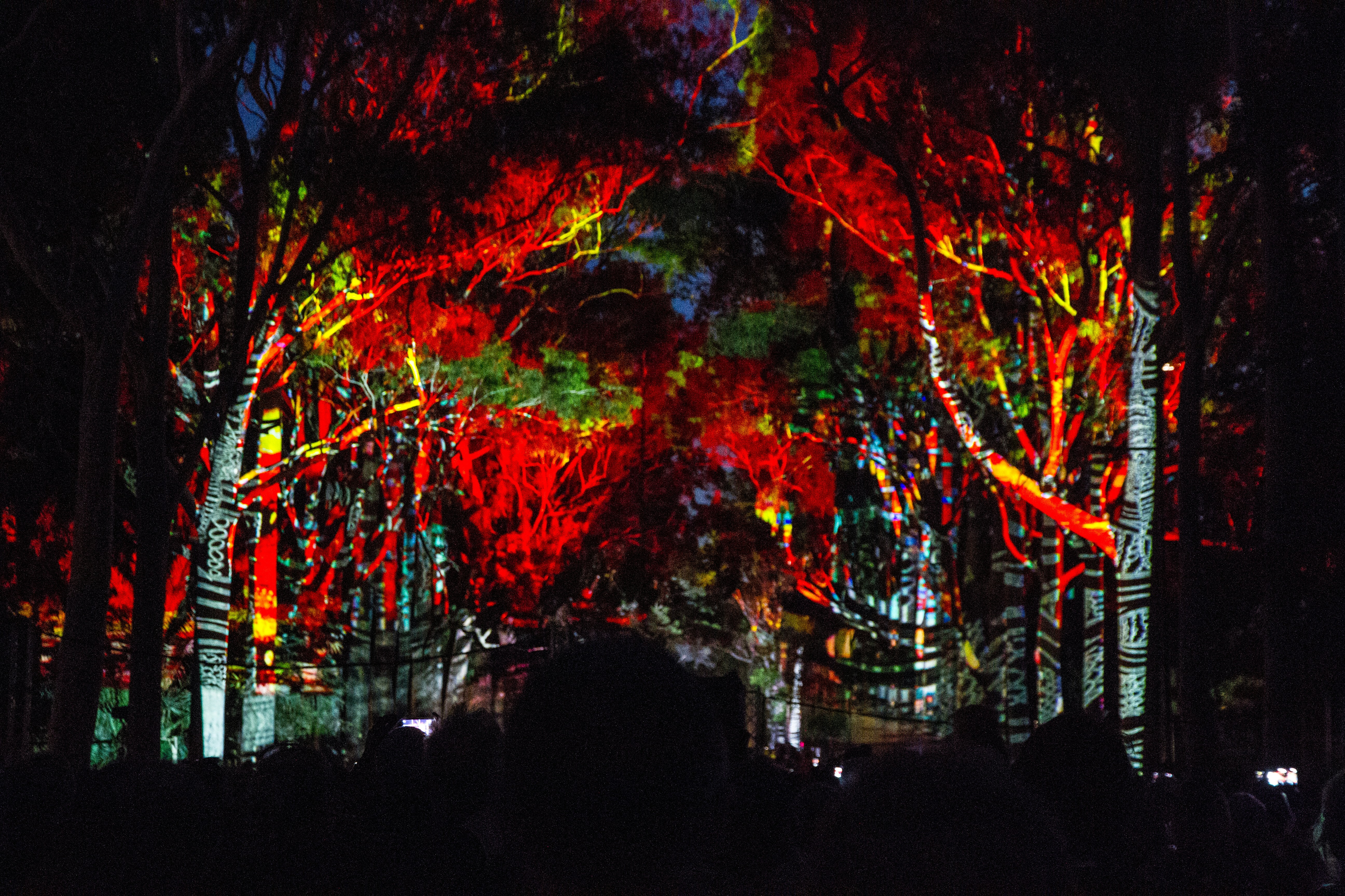 Mystery Forest Puzzle