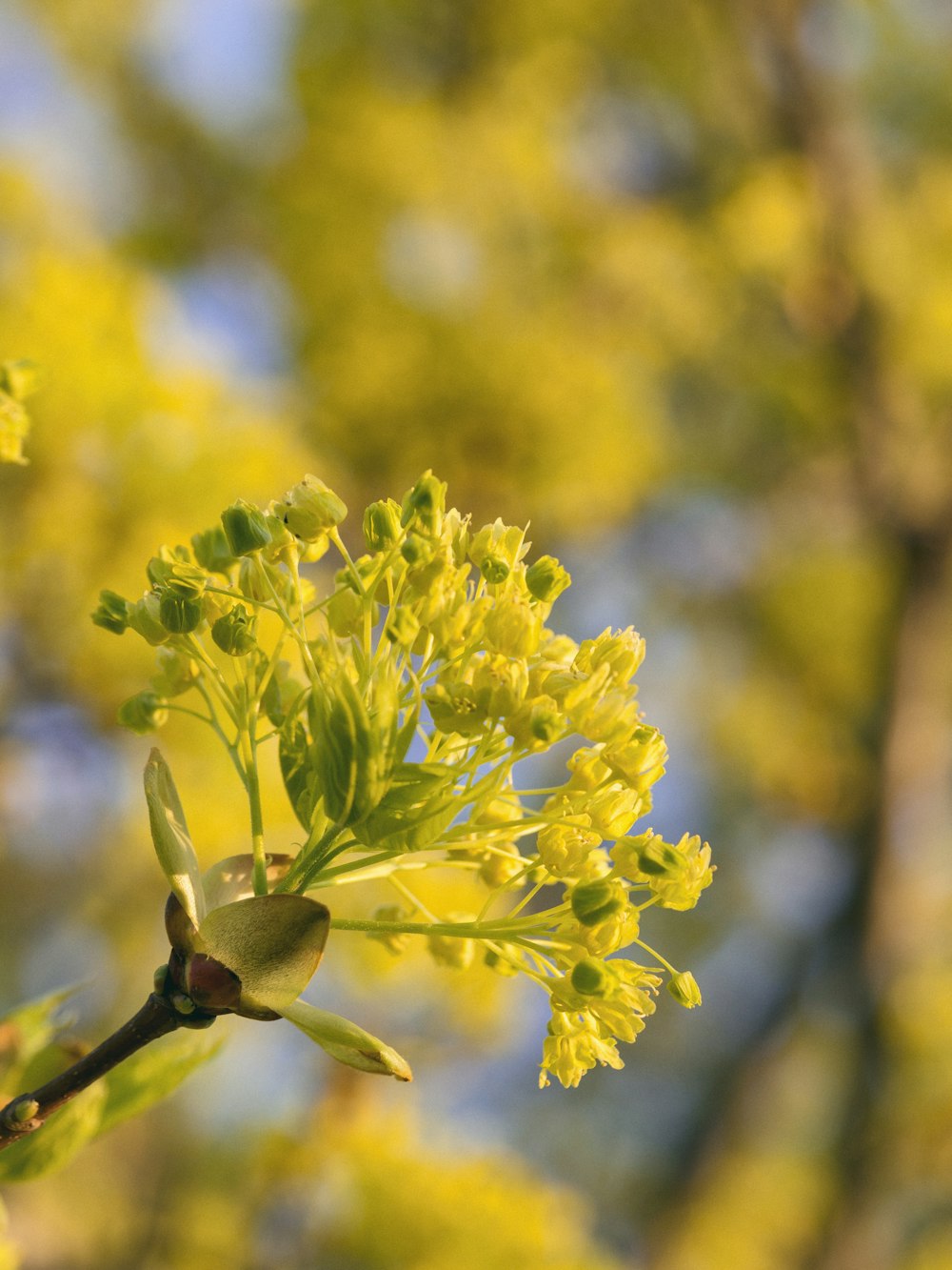 selective focus photo of yellow flowers