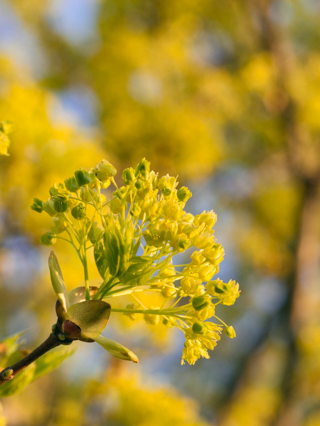 selective focus photo of yellow flowers