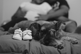 A black and white image features a small dog lying on a bed next to a pair of baby shoes. In the blurred background, two people are sitting closely together, suggesting a cozy and intimate moment.