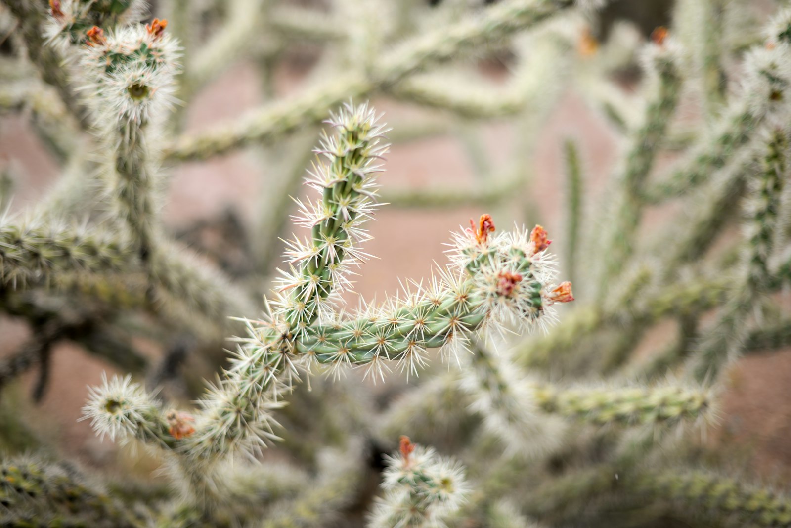 Nikon D610 + Nikon AF-S Nikkor 50mm F1.4G sample photo. Photo of green cactus photography